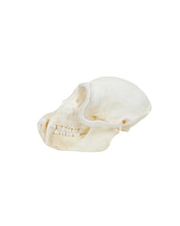 Echte Schädel von Cercopithecus pygerythrus, der Grünen Meerkatze, sind begehrte Sammlerstücke für Primatenliebhaber, Museen und Bildungseinrichtungen. 