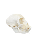 Echter Grüner Meerkatzen Schädel