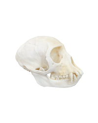 Echter Grüner Meerkatzen Schädel