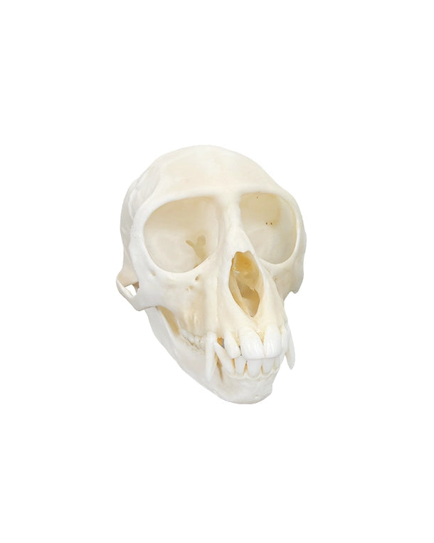 Echter Grüner Meerkatzen Schädel