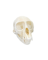 Echter Grüner Meerkatzen Schädel