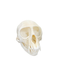 Echter Grüner Meerkatzen Schädel