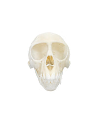 Echter Grüner Meerkatzen Schädel