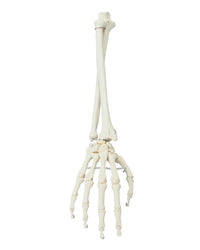 Replica hand with forearm