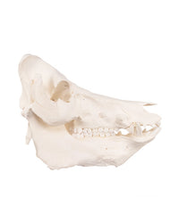 Real domestic pig skull