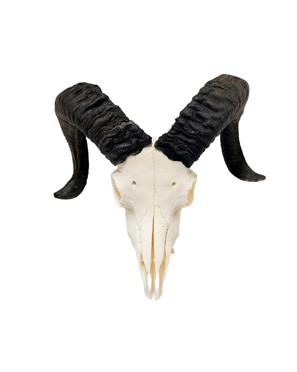 Heidschnucken Schafbock Schädel kaufen – originale Tierschädel und Jagdtrophäen bei SWISSskulls online