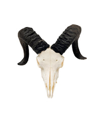 Heidschnucken Schafbock Schädel kaufen – originale Tierschädel und Jagdtrophäen bei SWISSskulls online