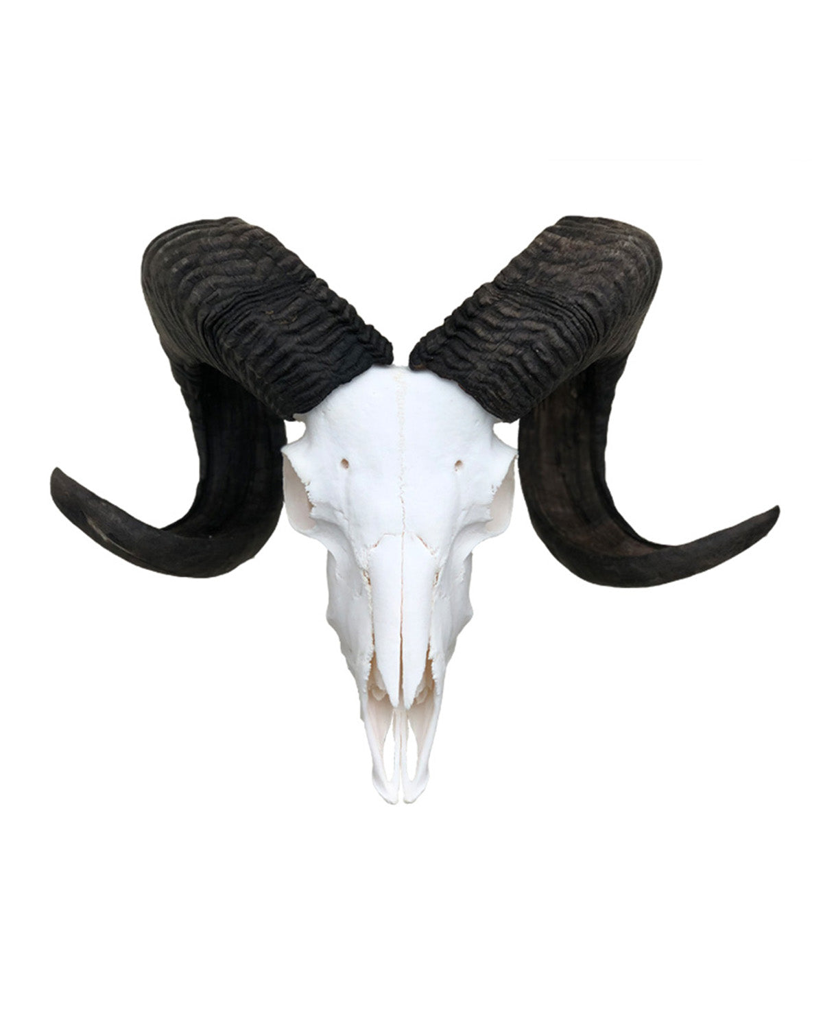 Real ram skull