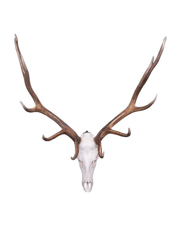 Deer antler wall mount (extended)