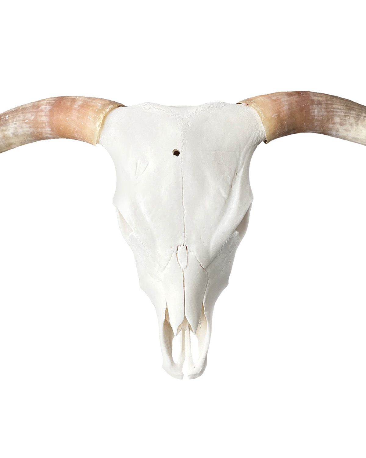 Real Highland Cattle Skull