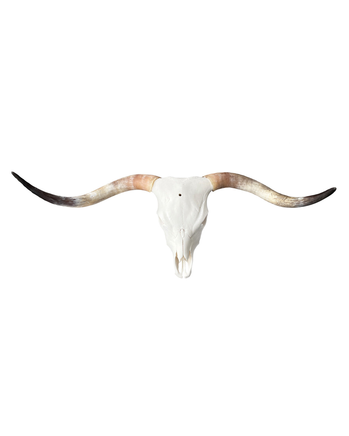 Real Highland Cattle Skull