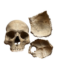 Real Human Skull (3 Parts)