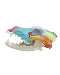 Replica dog skull with didactic painting