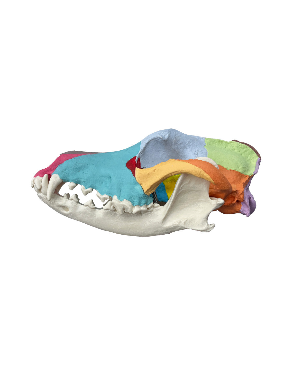 Replica dog skull with didactic painting