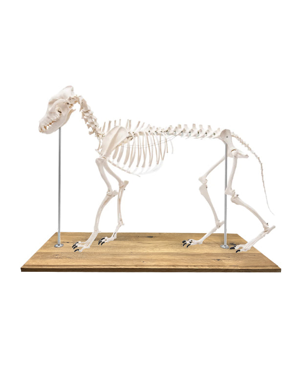 Replica dog skeleton model “Olaf”