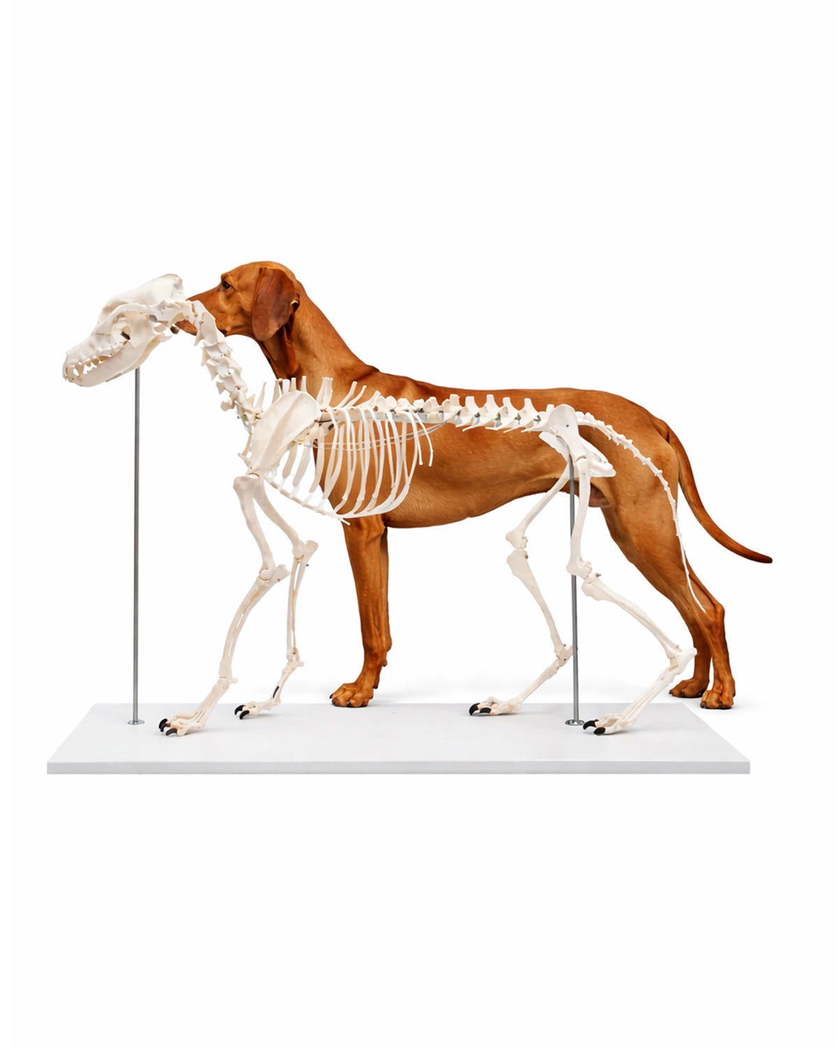 Anatomisches Hundeskelett Modell Olaf in Lebensgröße von Erler Zimmer kaufen bei SWISSskulls