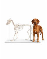 Anatomisches Modell eines Hundeskeletts mit vollständiger Knochenstruktur, realistisch dargestellt.
