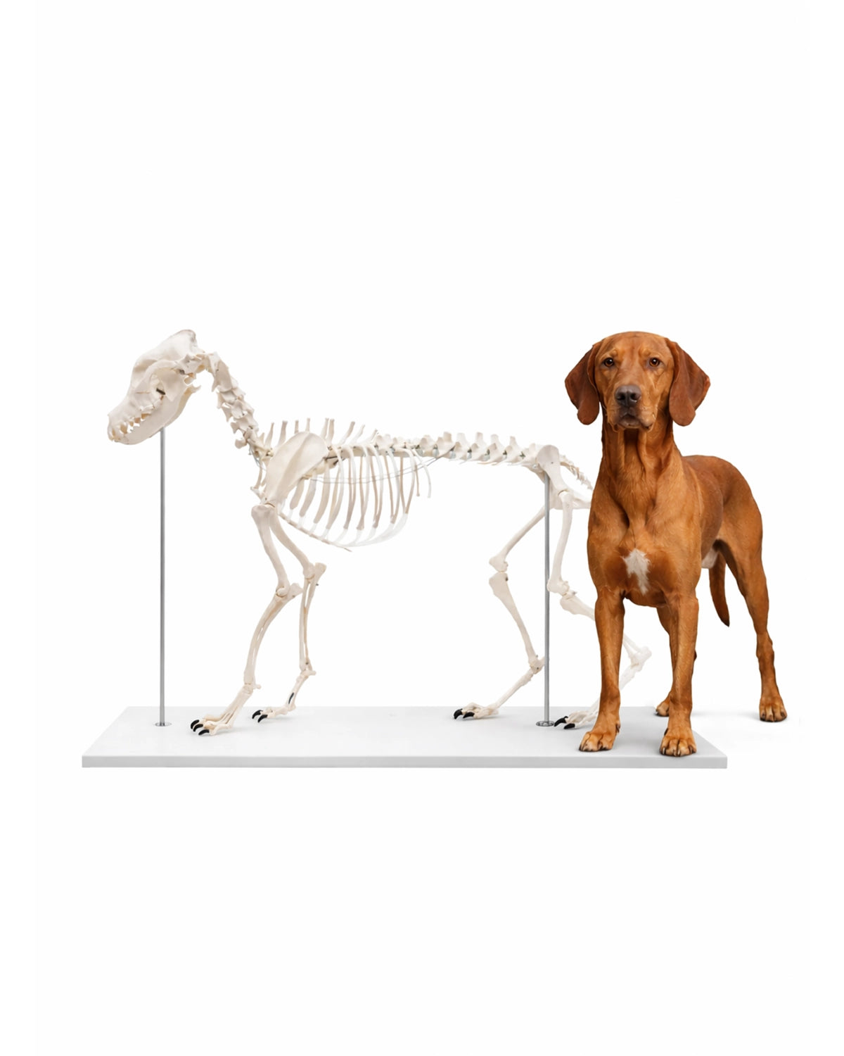 Anatomisches Modell eines Hundeskeletts mit vollständiger Knochenstruktur, realistisch dargestellt.