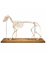 Anatomisches Hundeskelett Modell Olaf in Lebensgröße auf Holz Sockel von Erler Zimmer kaufen bei SWISSskulls