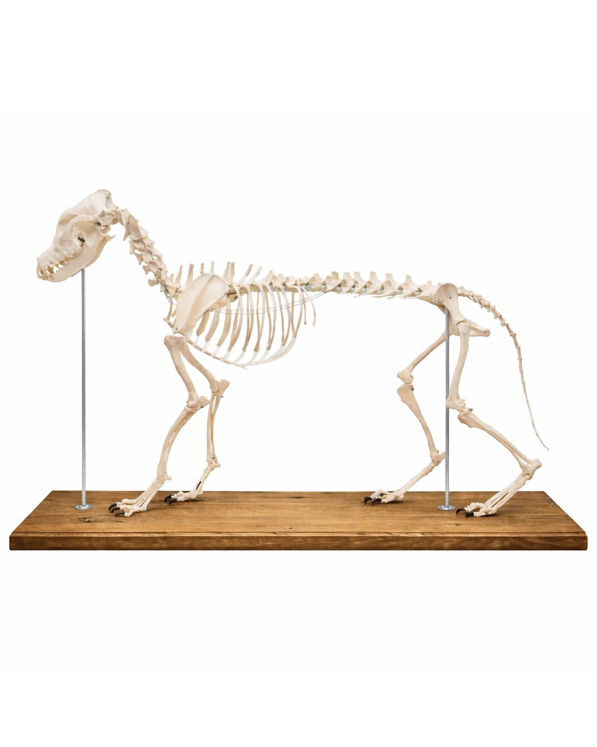 Anatomisches Hundeskelett Modell Olaf in Lebensgröße auf Holz Sockel von Erler Zimmer kaufen bei SWISSskulls