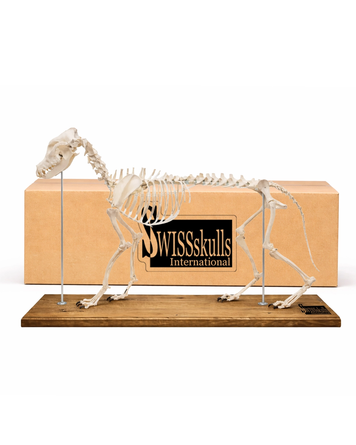 Hundeskelett in Originalgröße mit Holzsockel – Modell Olaf von Erler Zimmer bei SWISsskulls mit Originalverpackung