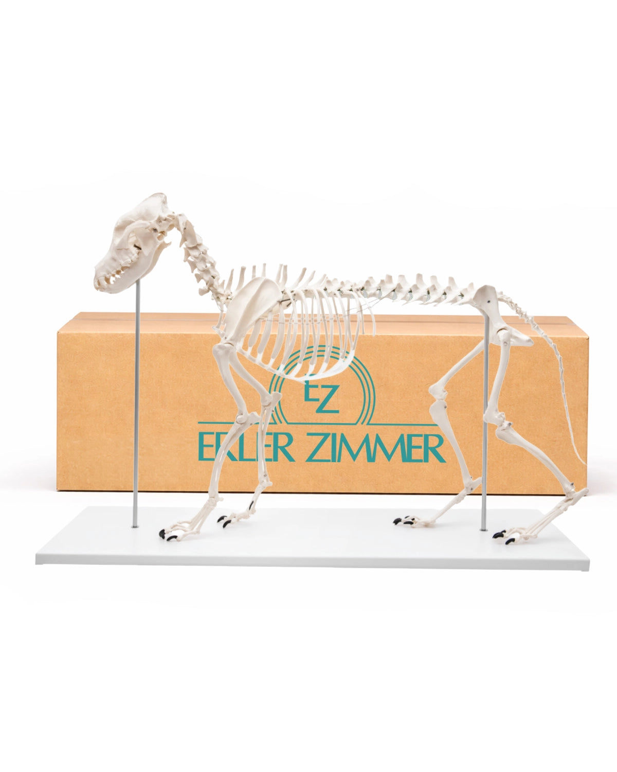 Hundeskelett in Originalgröße mit Kunstoff – Modell Olaf von Erler Zimmer bei SWISsskulls mit Originalverpackung