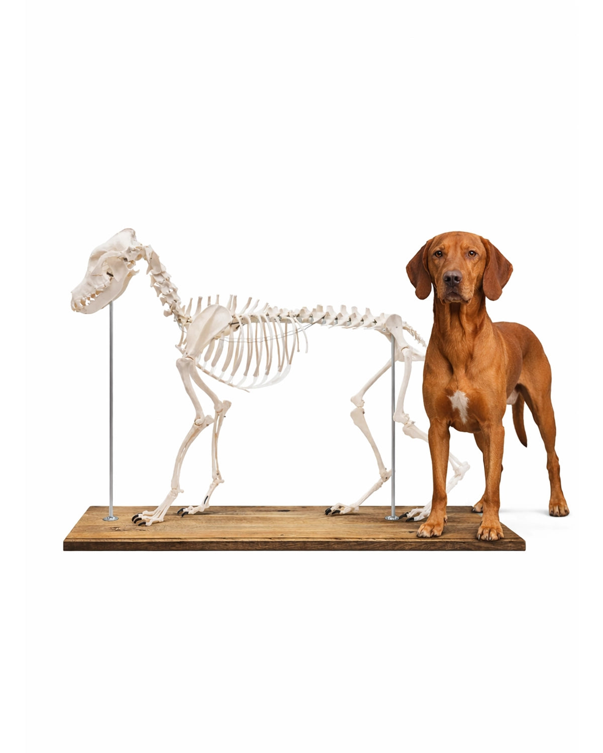 Detailgetreues Replikat eines Hundeskeletts namens ‚Olaf‘ in natürlicher Standposition.