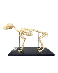 Replica Dog Skeleton Flufi, Small Dog