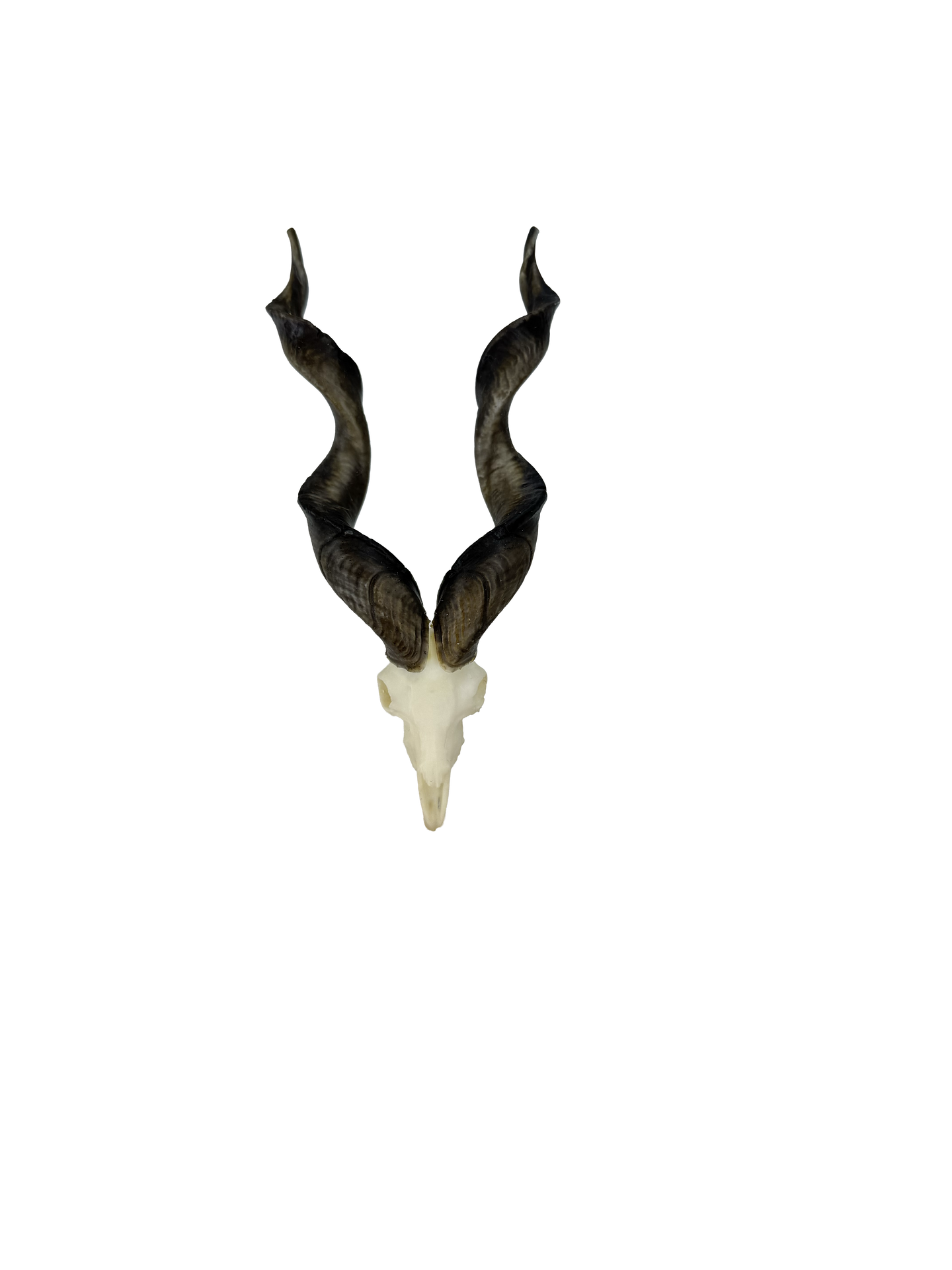 SKULLIES Miniature Screw Goat Skulls 