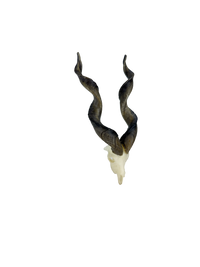 SKULLIES Crânes de chèvre miniatures à vis 