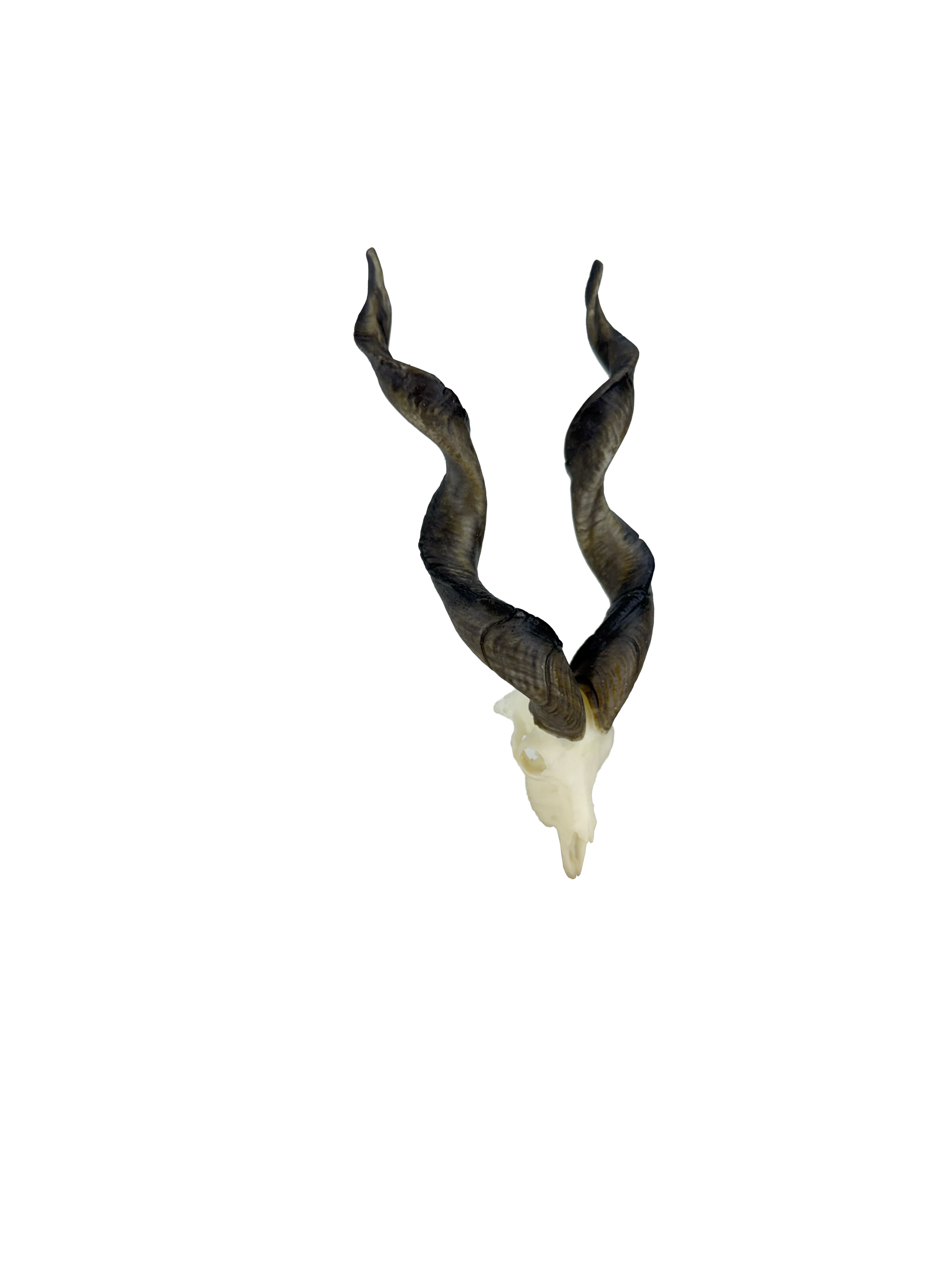 SKULLIES Crânes de chèvre miniatures à vis 