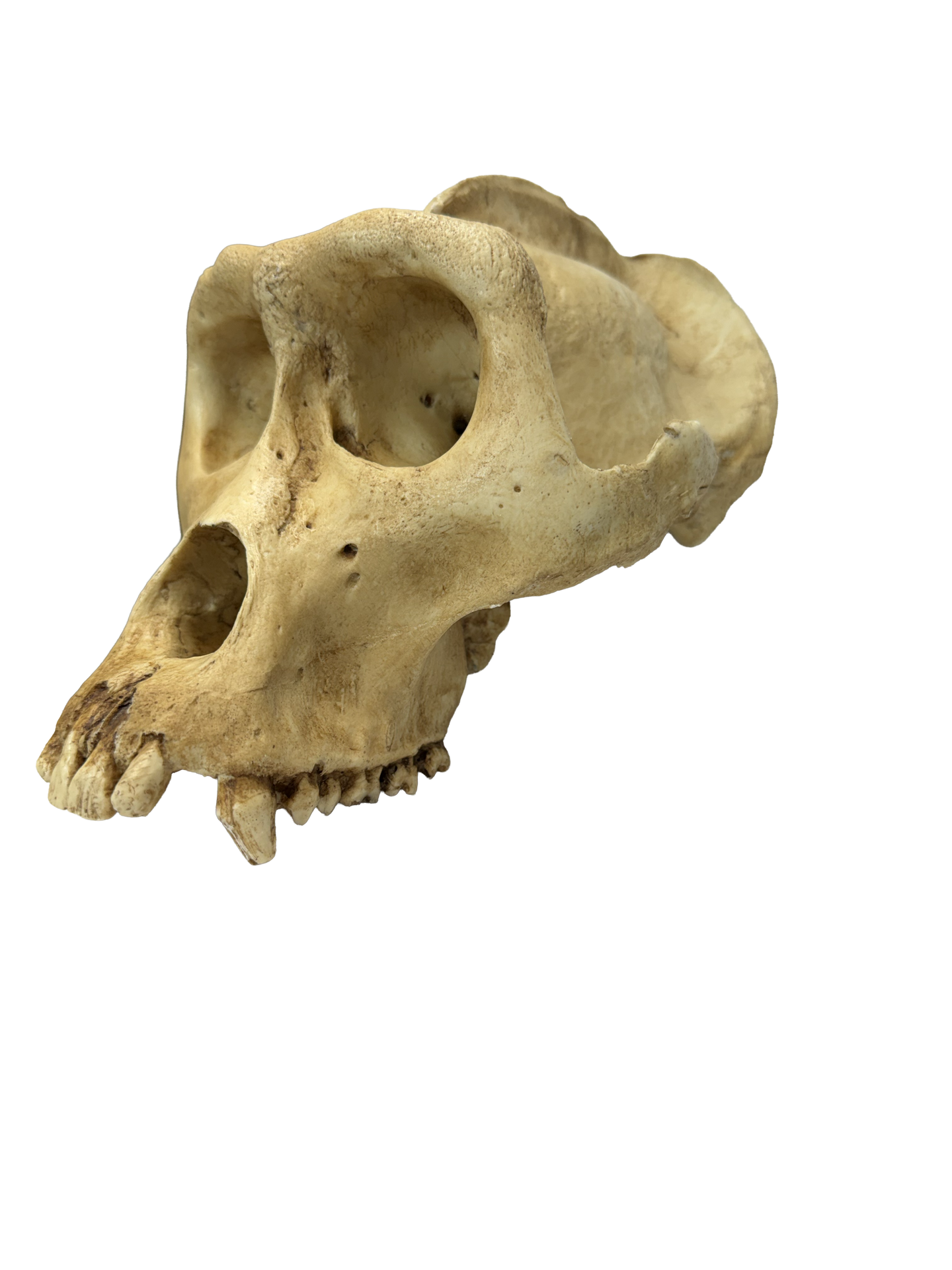 Replikat Gorilla Schädel