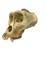 Replikat Gorilla Schädel