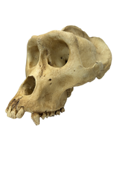 Replikat Gorilla Schädel