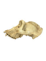 Replikat Gorilla Schädel