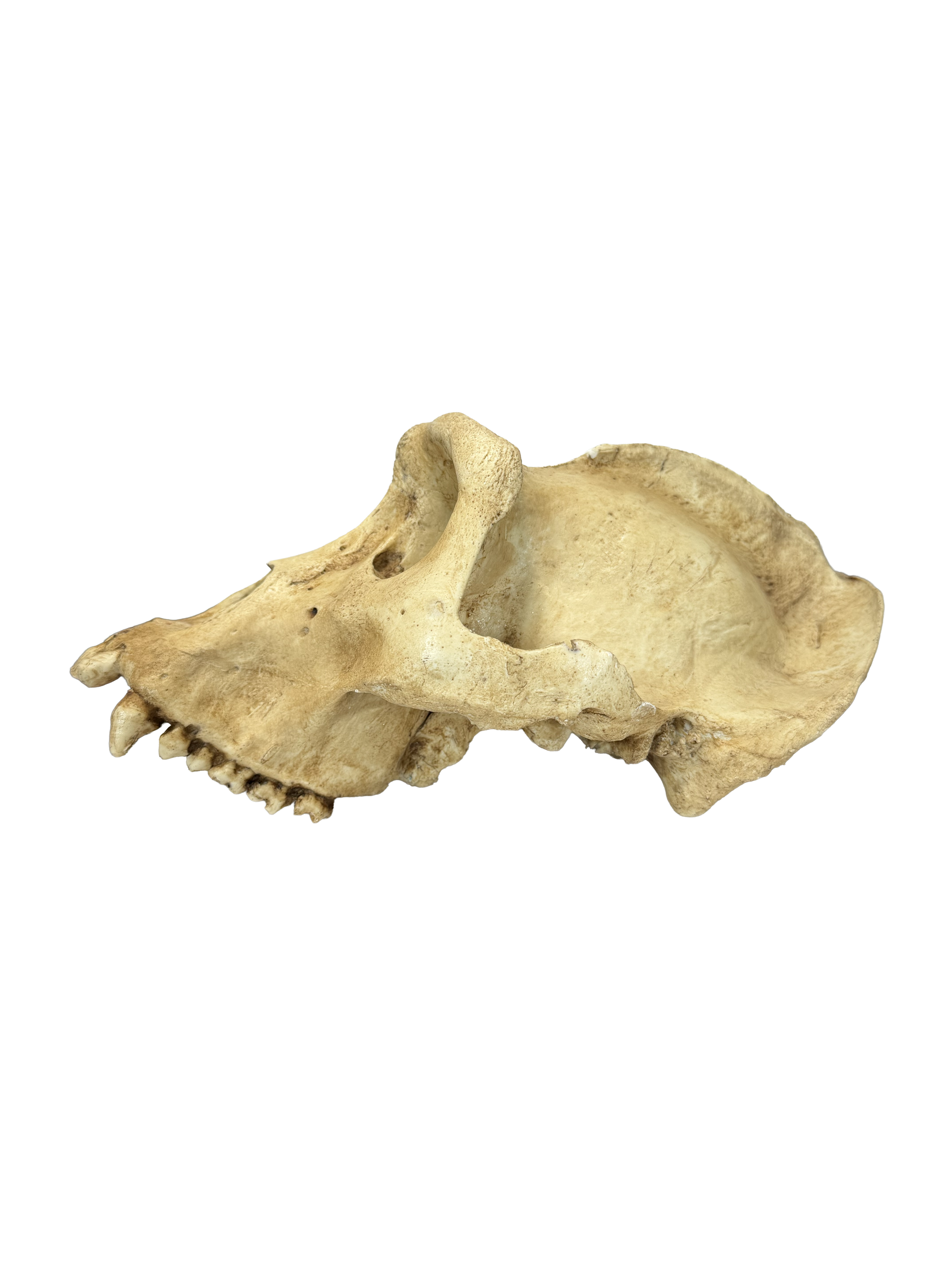 Replikat Gorilla Schädel