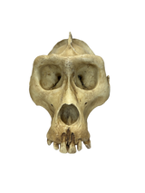 Replikat Gorilla Schädel