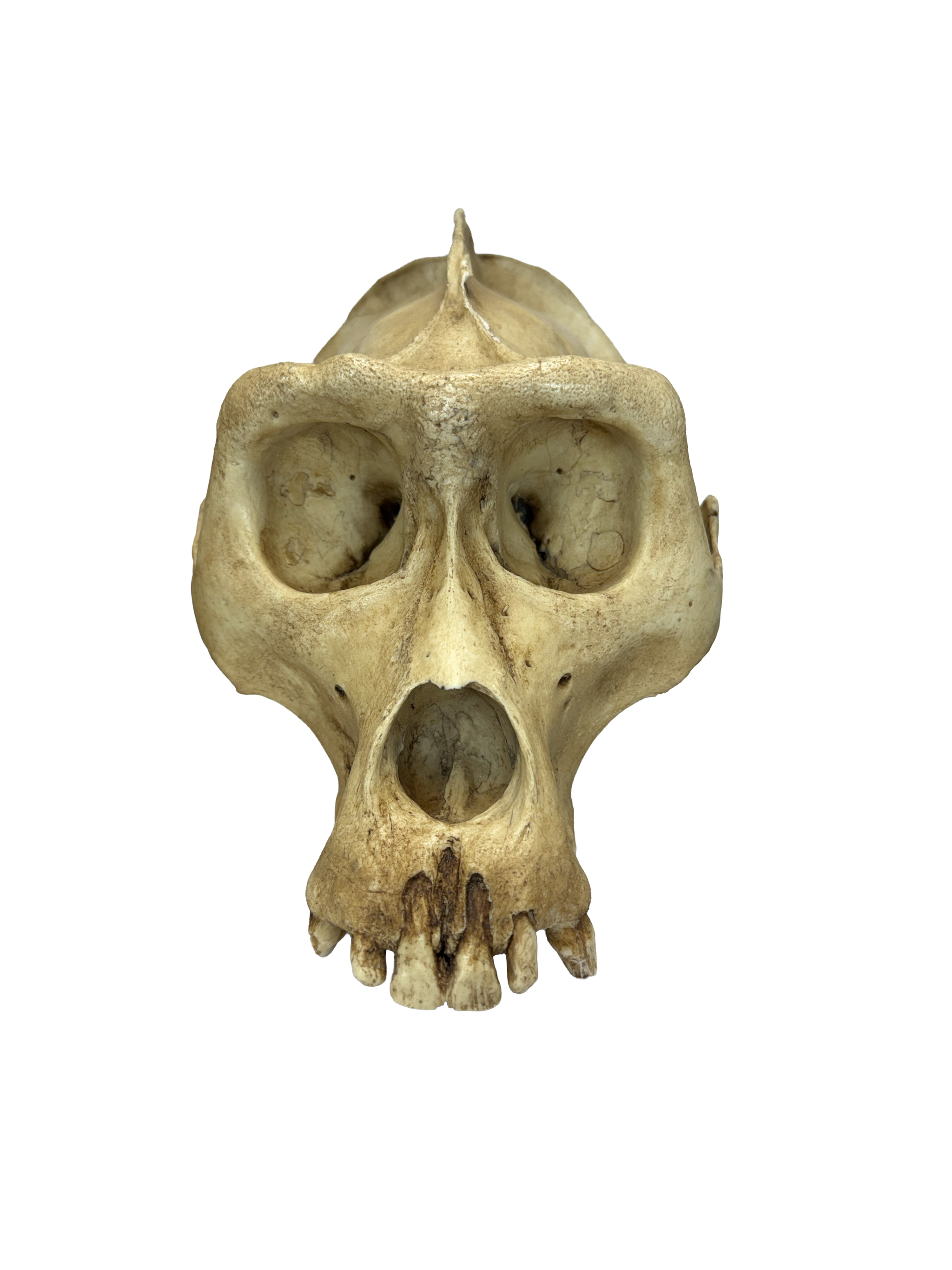 Replikat Gorilla Schädel