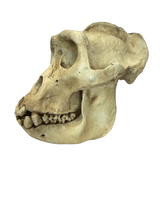 Replikat Gorilla Schädel