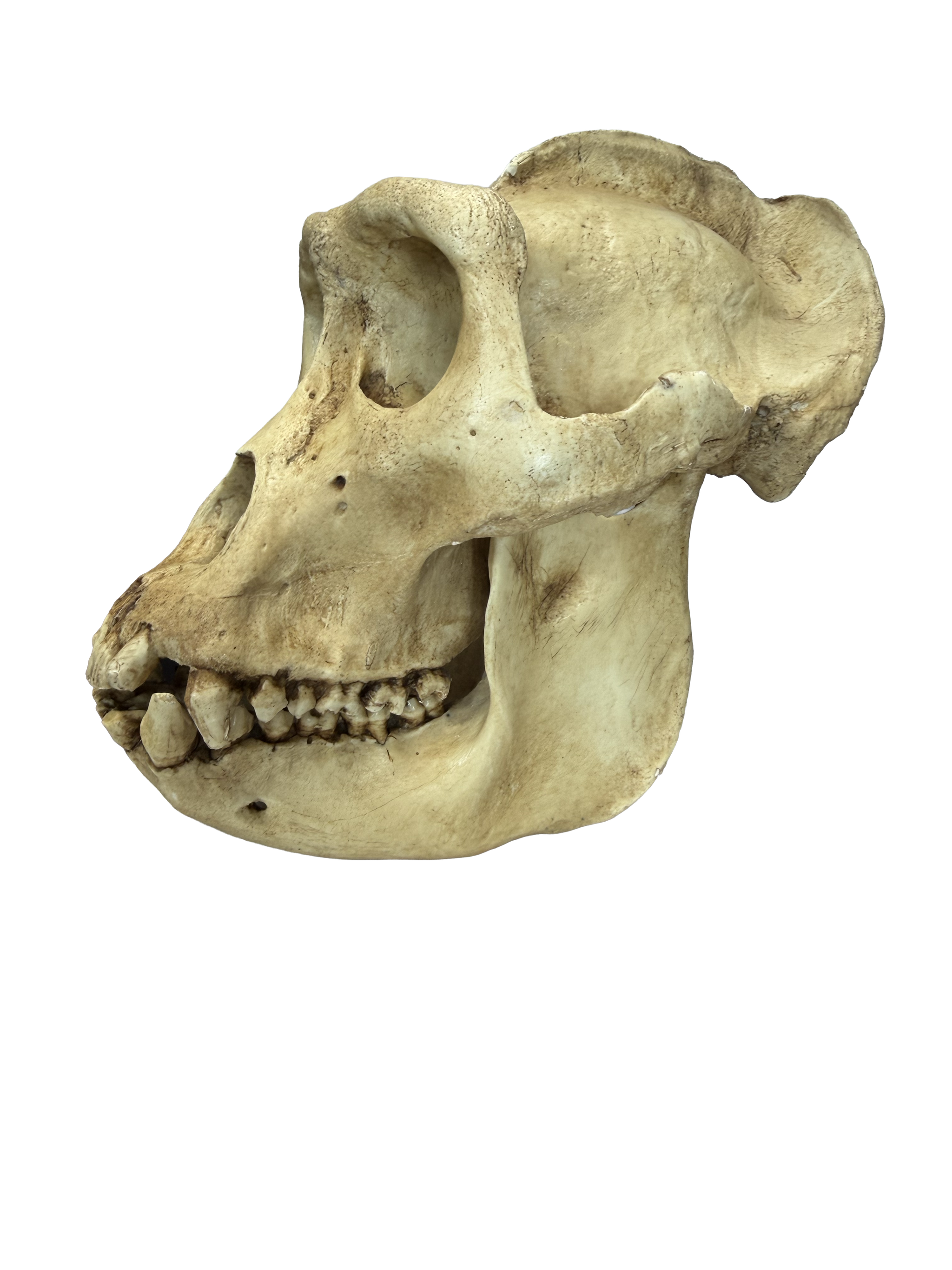 Replikat Gorilla Schädel