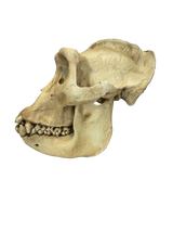Replikat Gorilla Schädel