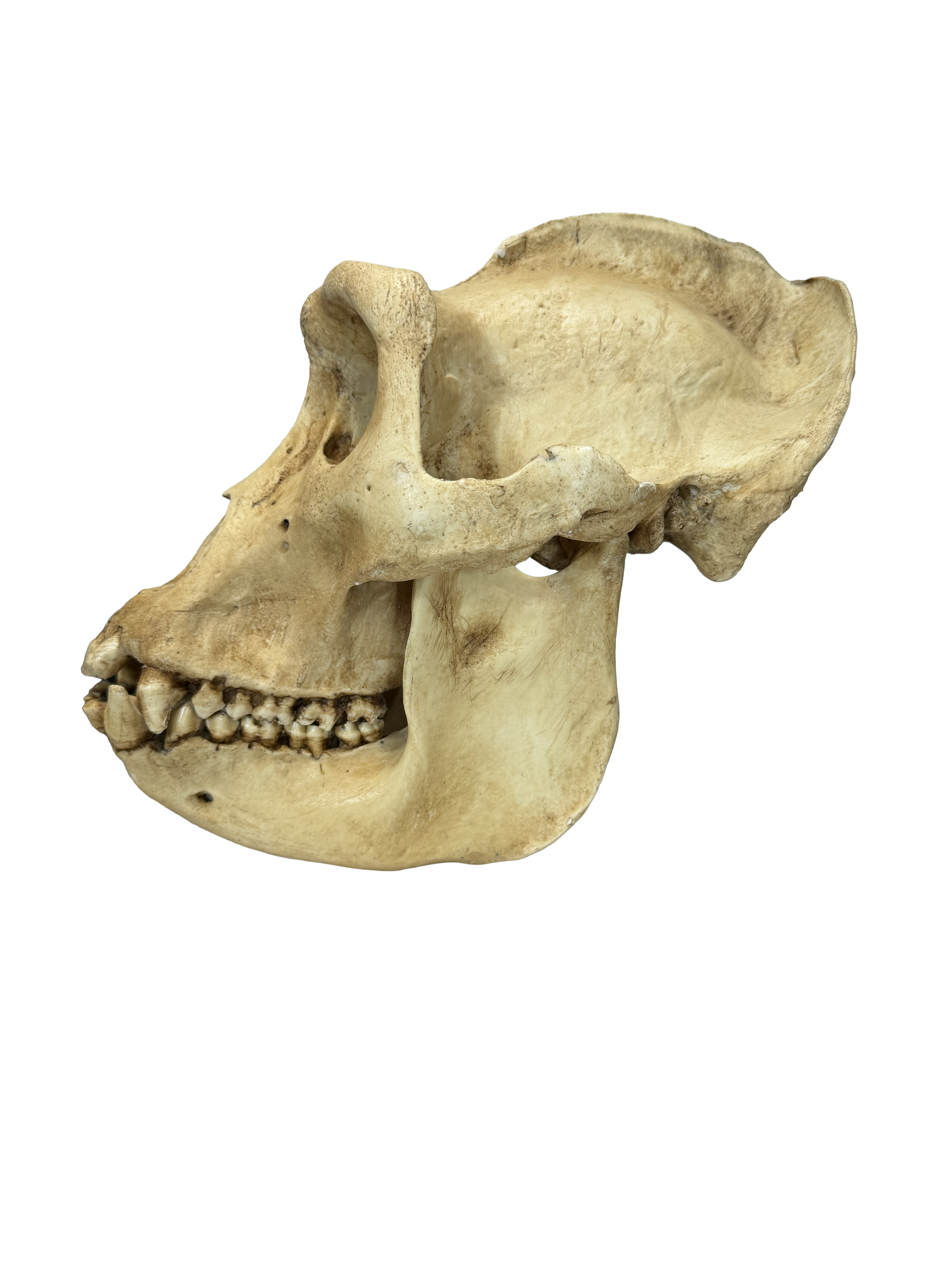 Replikat Gorilla Schädel