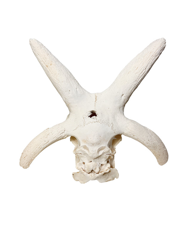 Real Jacob Sheep Skull