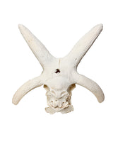 Real Jacob Sheep Skull