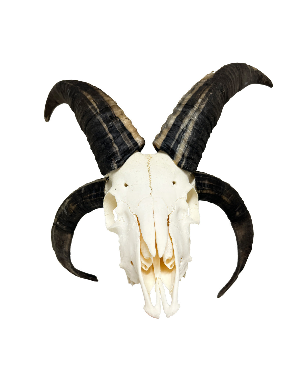 Real Jacob Sheep Skull