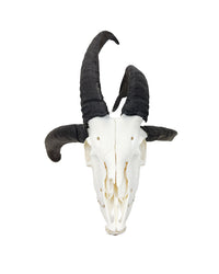 Real Jacob Sheep Skull