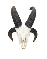 Echter Jakobsschaf Schädel