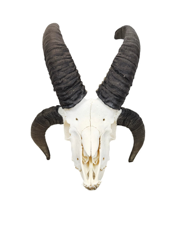 Echter Jakobsschaf Schädel