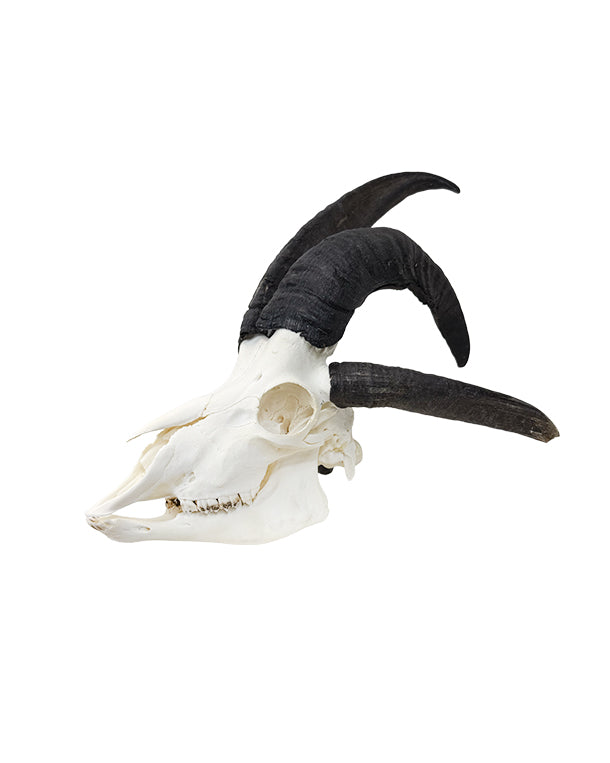 Real Jacob Sheep Skull