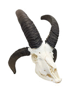 Echter Jakobsschaf Schädel